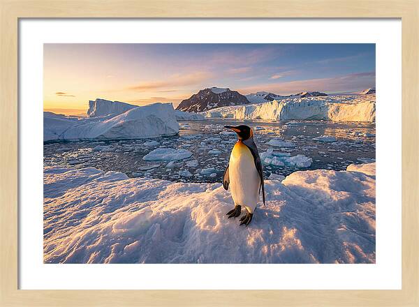King Penguin Majesty