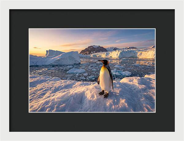 King Penguin Majesty