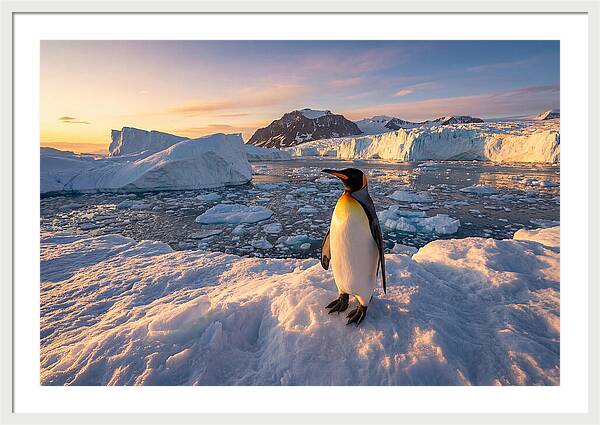 King Penguin Majesty