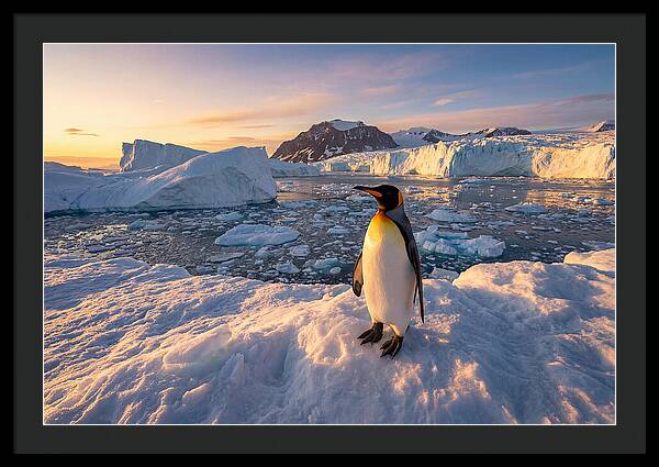 King Penguin Majesty