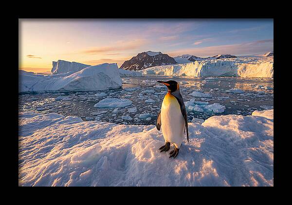 King Penguin Majesty