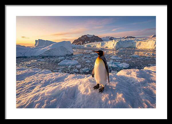 King Penguin Majesty