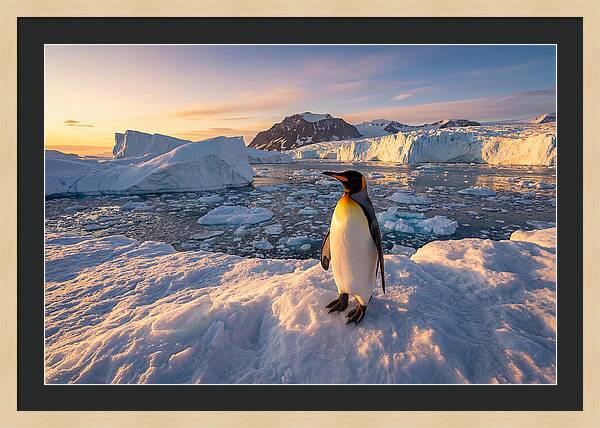 King Penguin Majesty