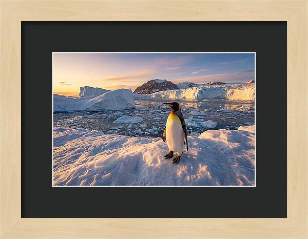 King Penguin Majesty
