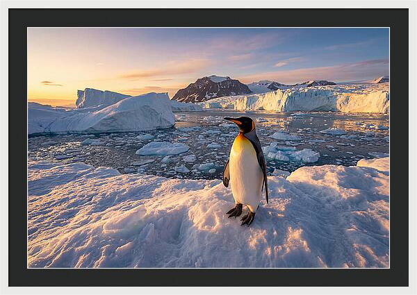 King Penguin Majesty