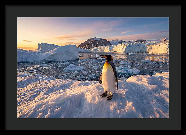 King Penguin Majesty