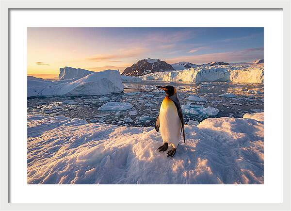 King Penguin Majesty