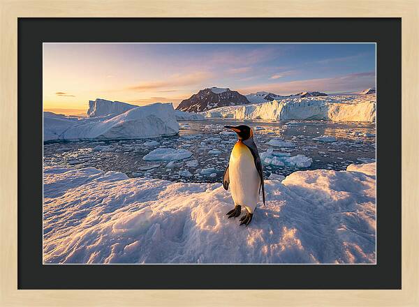 King Penguin Majesty