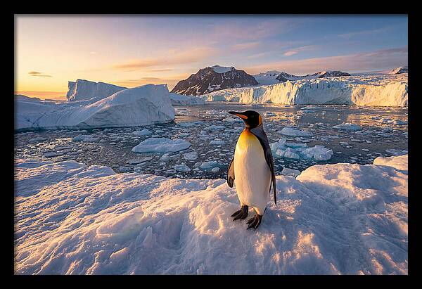 King Penguin Majesty
