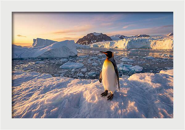 King Penguin Majesty