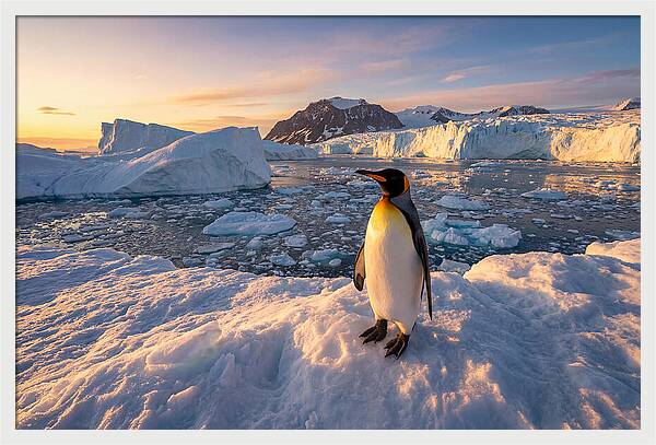 King Penguin Majesty
