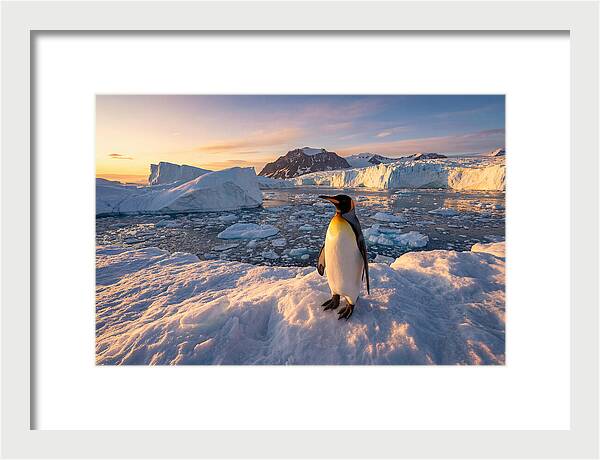 King Penguin Majesty