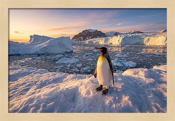 King Penguin Majesty