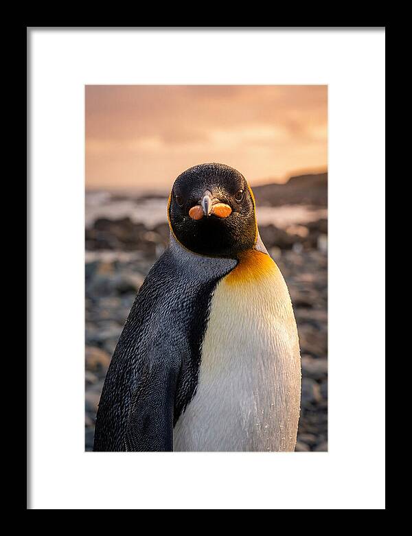 King Penguin Portrait