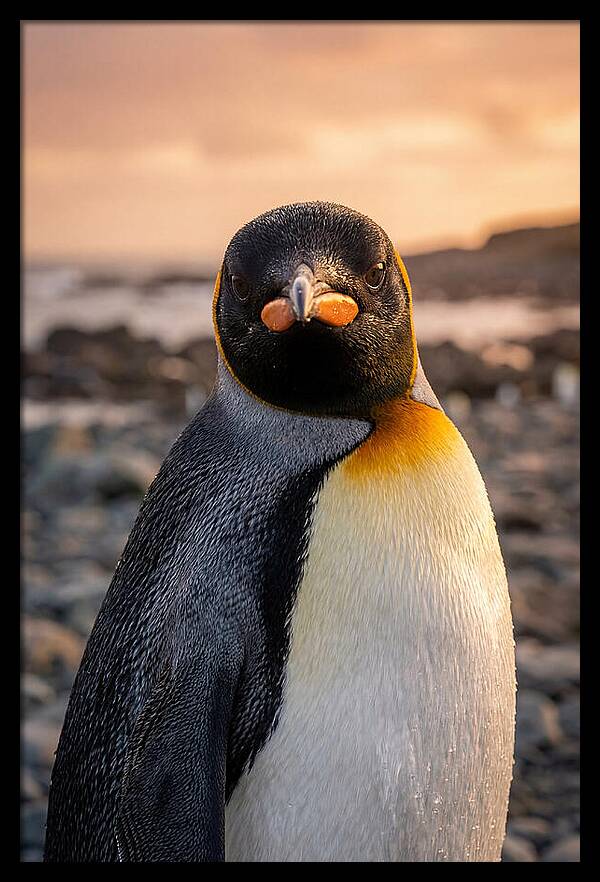 King Penguin Portrait
