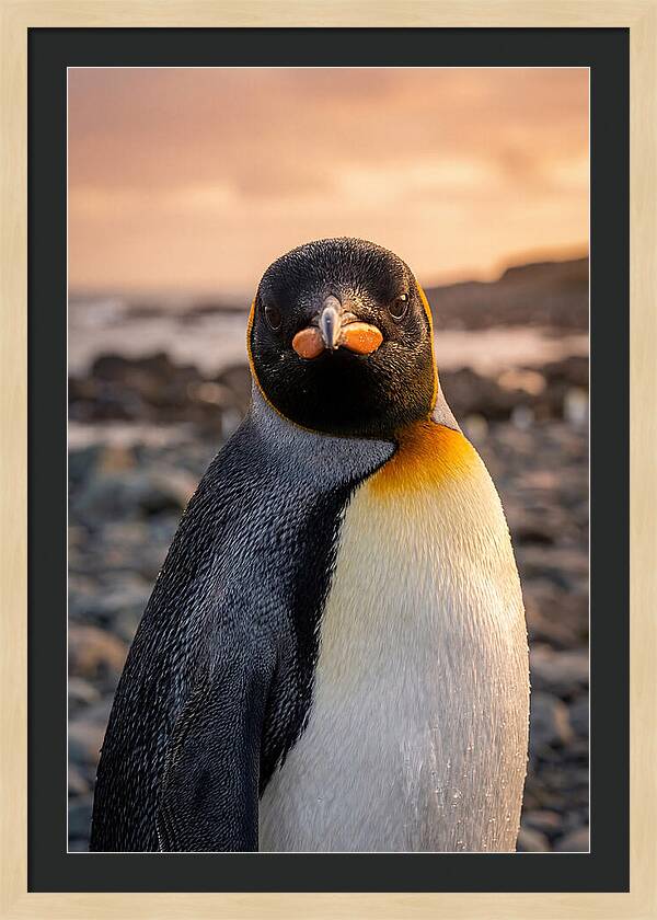 King Penguin Portrait