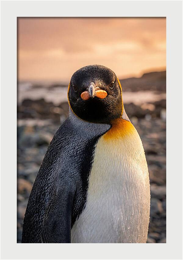 King Penguin Portrait