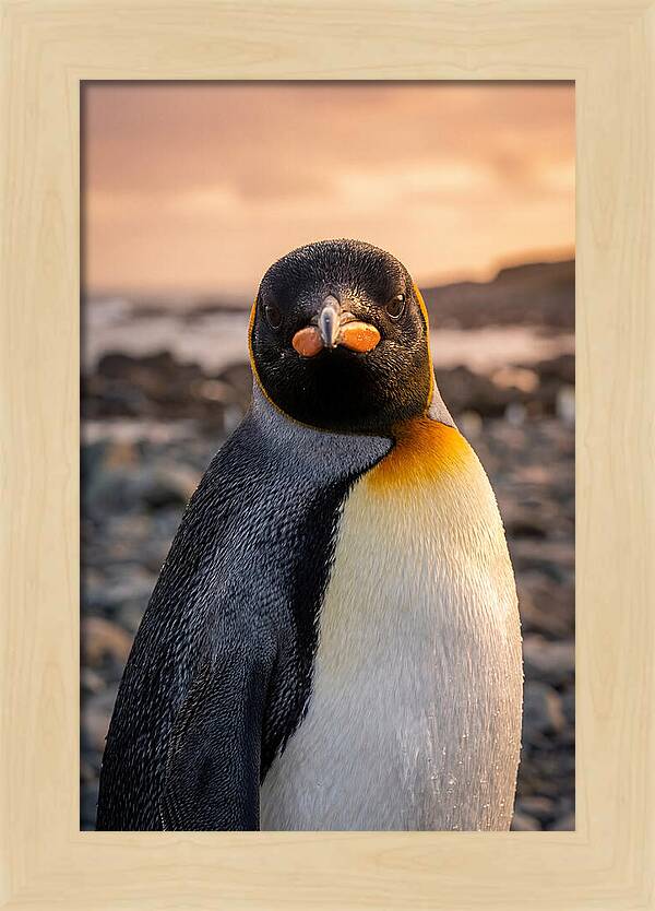 King Penguin Portrait