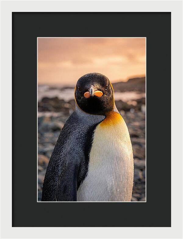 King Penguin Portrait