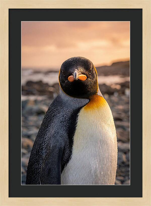 King Penguin Portrait