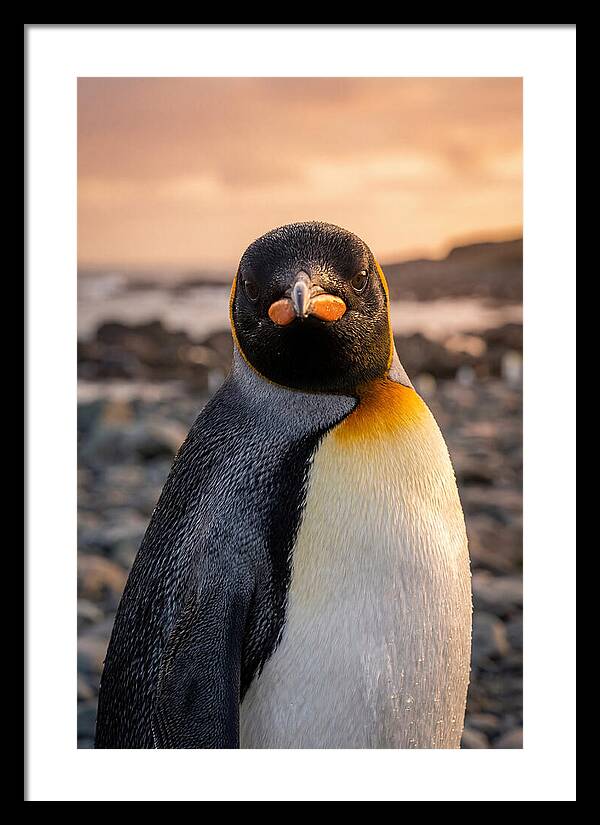 King Penguin Portrait