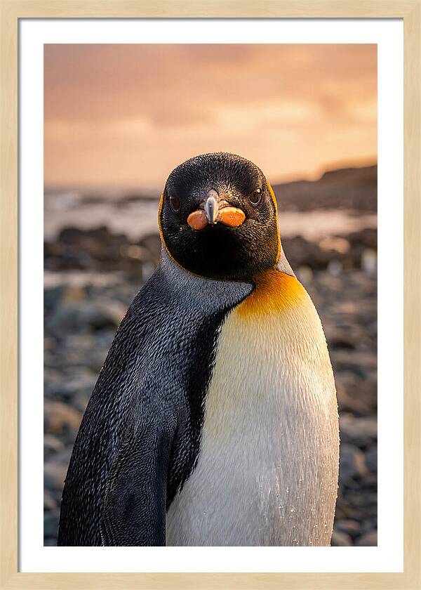 King Penguin Portrait