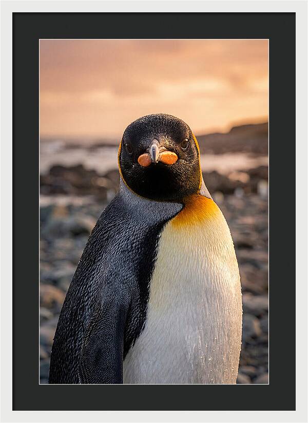 King Penguin Portrait