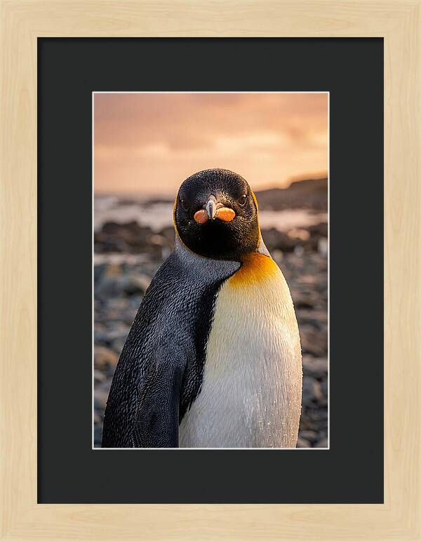 King Penguin Portrait