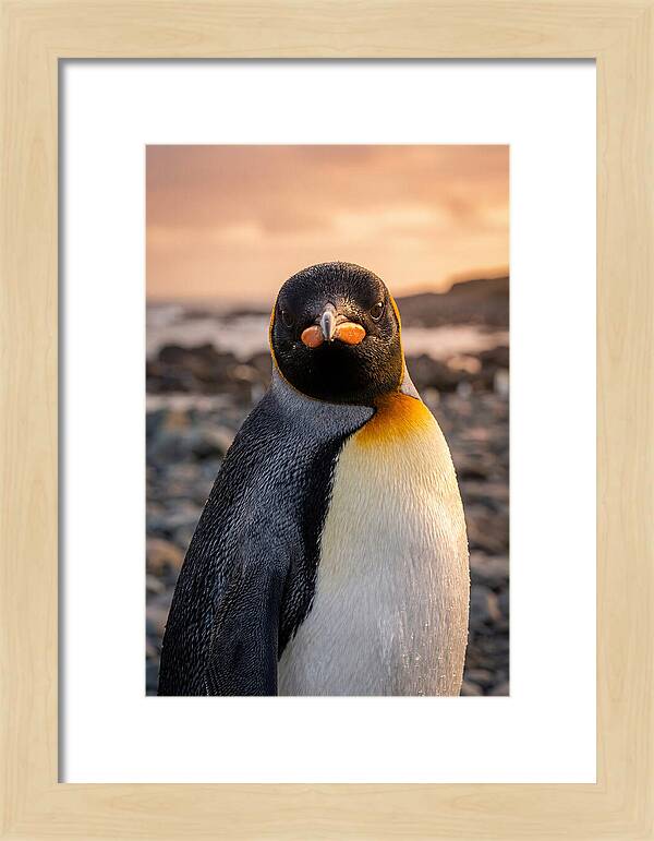 King Penguin Portrait