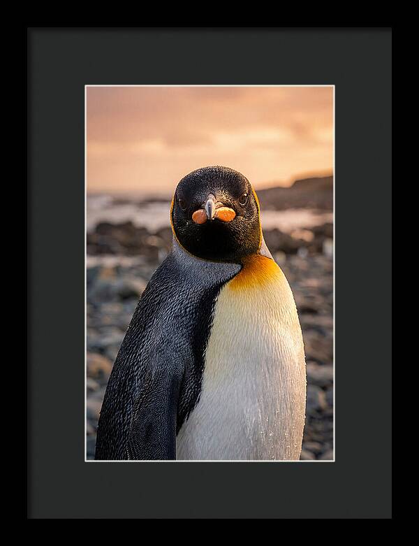 King Penguin Portrait