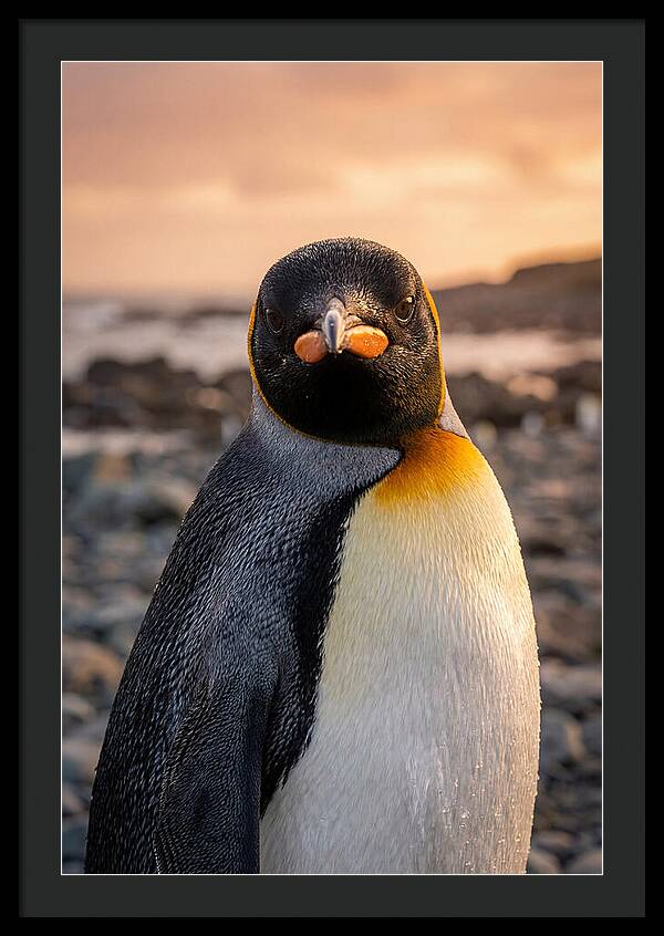 King Penguin Portrait