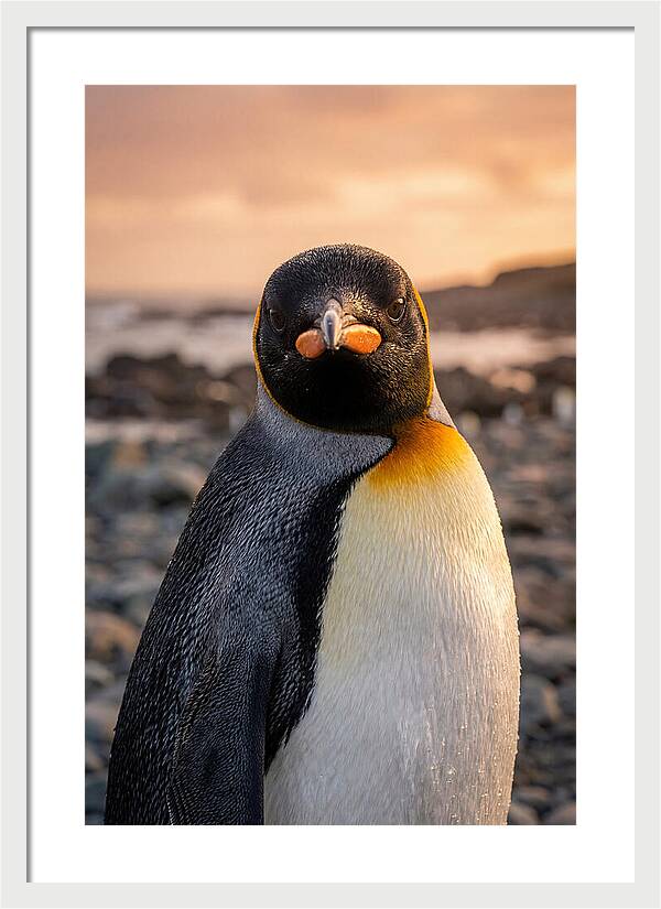 King Penguin Portrait