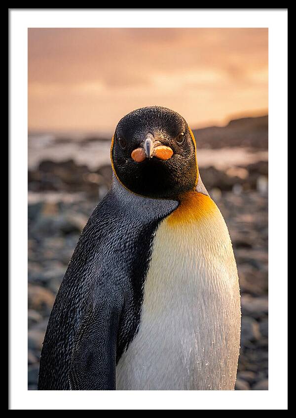 King Penguin Portrait