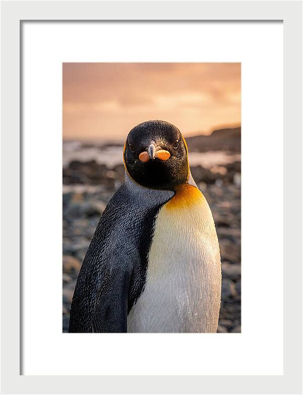 King Penguin Portrait