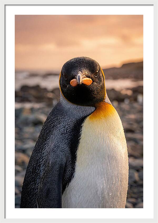 King Penguin Portrait