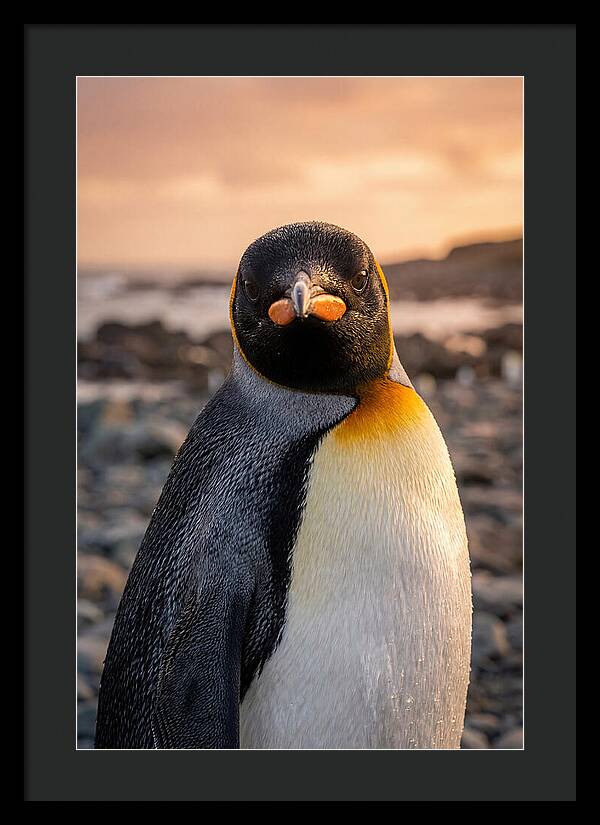 King Penguin Portrait