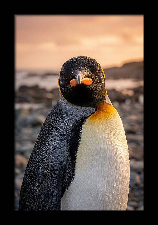 King Penguin Portrait