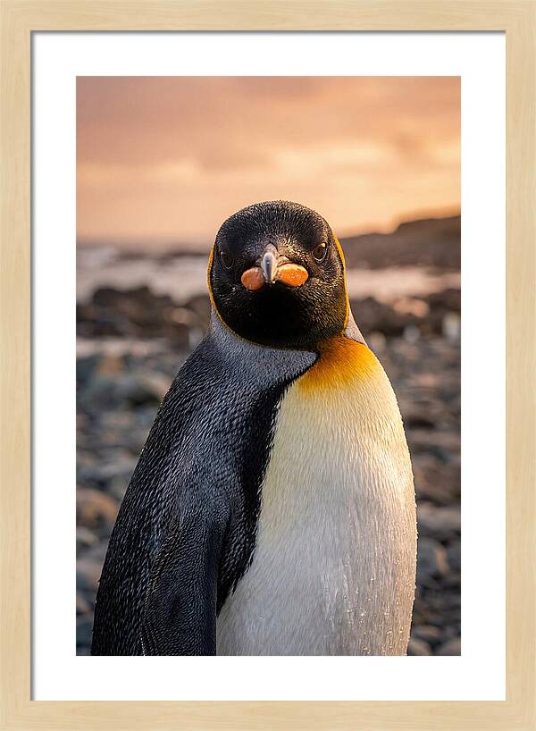 King Penguin Portrait