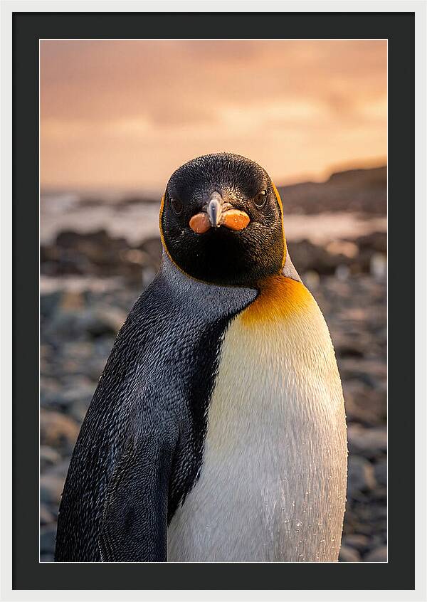 King Penguin Portrait