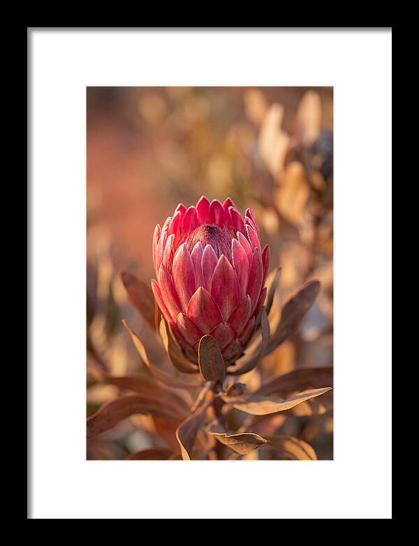 King Protea Blossom In Bloom