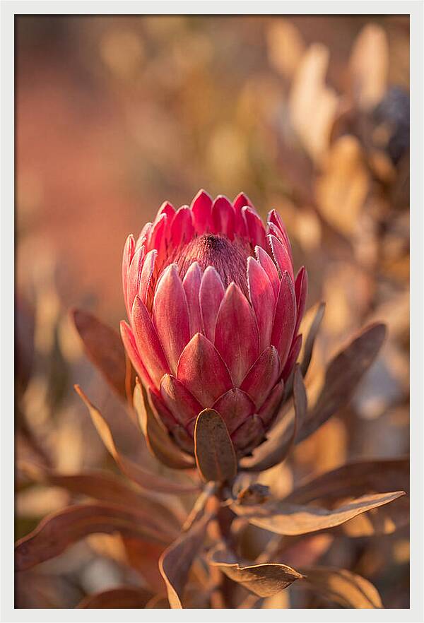 King Protea Blossom In Bloom