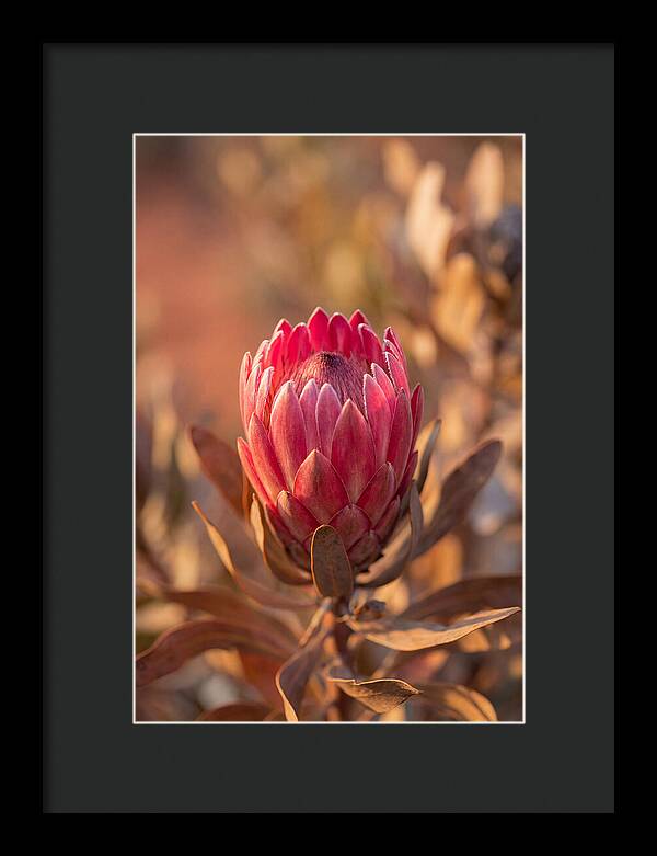 King Protea Blossom In Bloom