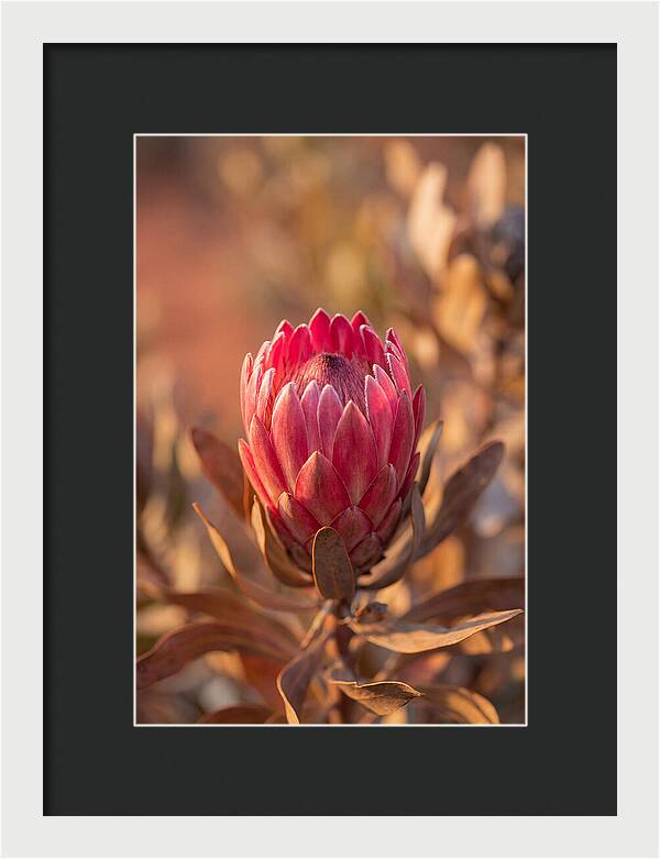 King Protea Blossom In Bloom