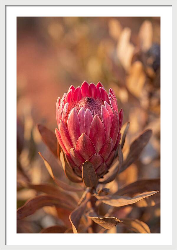 King Protea Blossom In Bloom