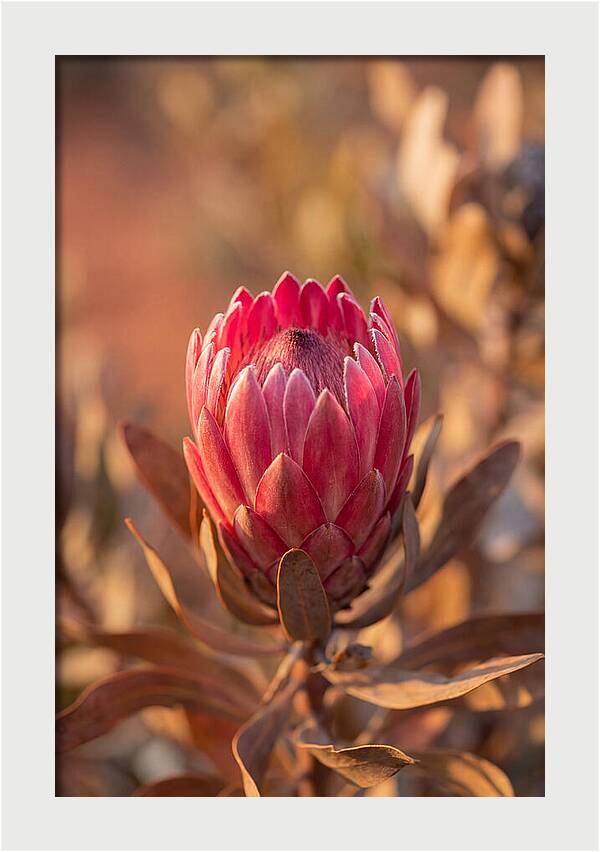 King Protea Blossom In Bloom