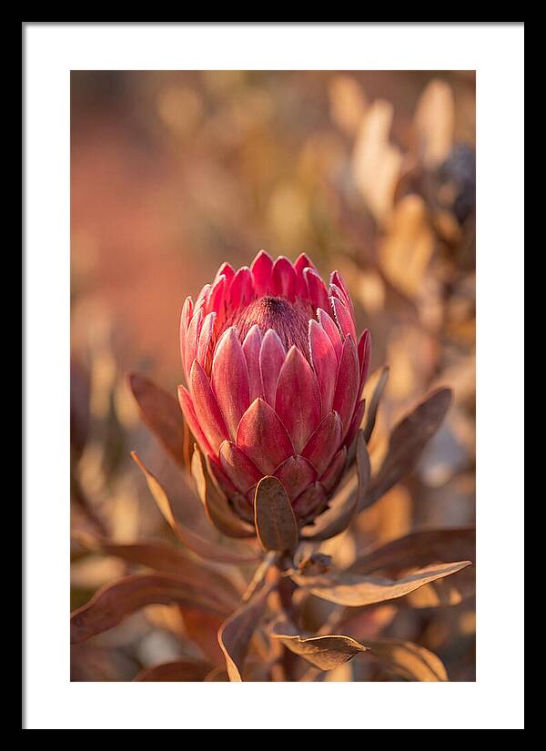King Protea Blossom In Bloom