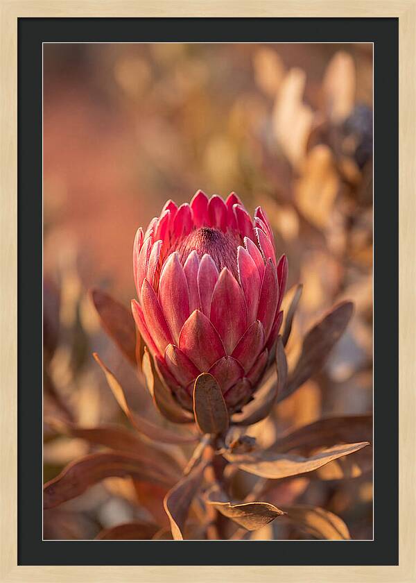 King Protea Blossom In Bloom