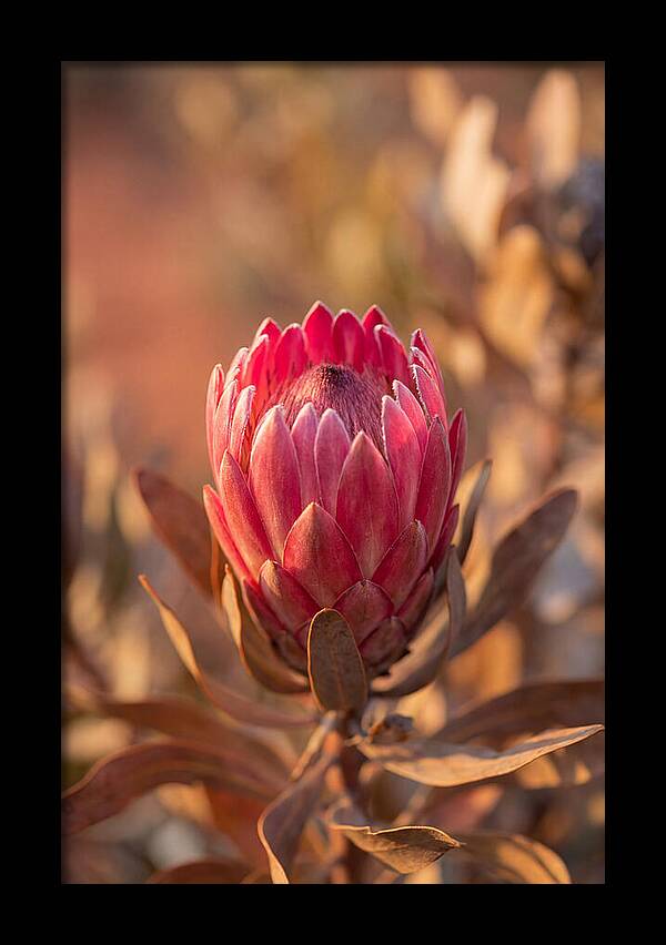 King Protea Blossom In Bloom