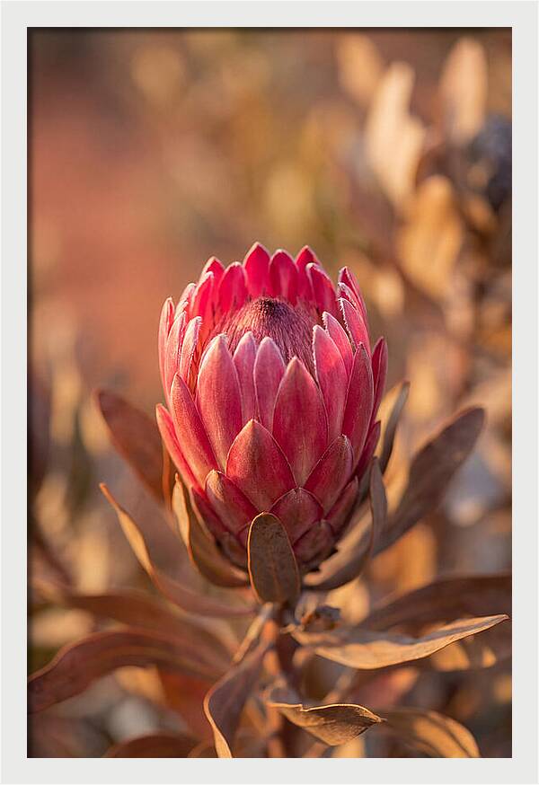 King Protea Blossom In Bloom