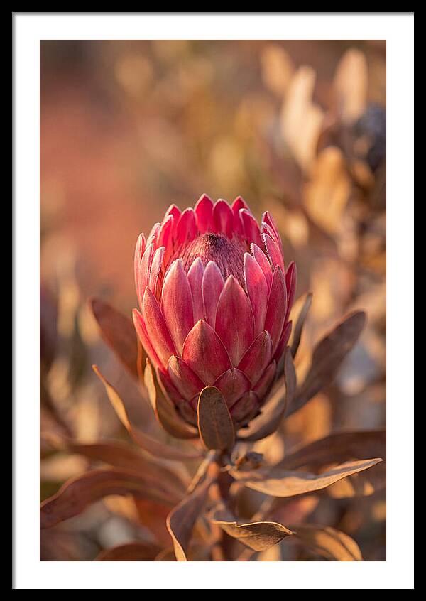 King Protea Blossom In Bloom
